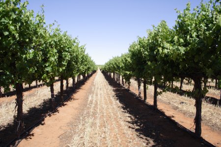 Cabernet sauvignon.