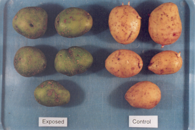 Photograph of greened potatoes.
